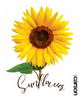 Sunflower Swedish Dishcloth